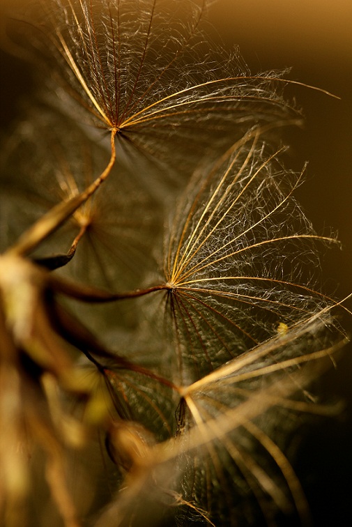 Golden Dandelion