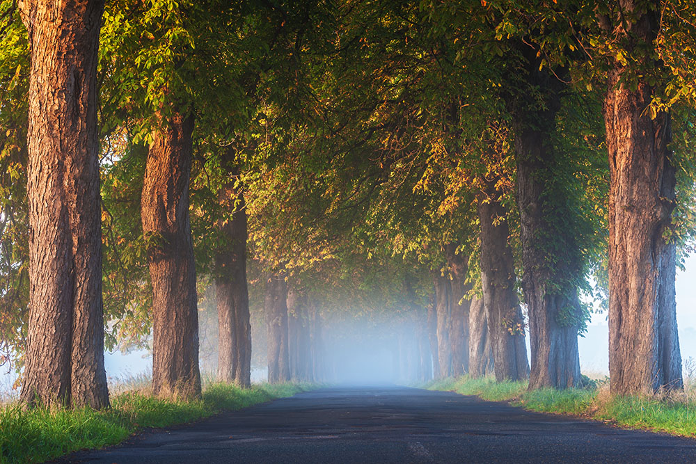 Golden Days - Kastanien im Morgennebel