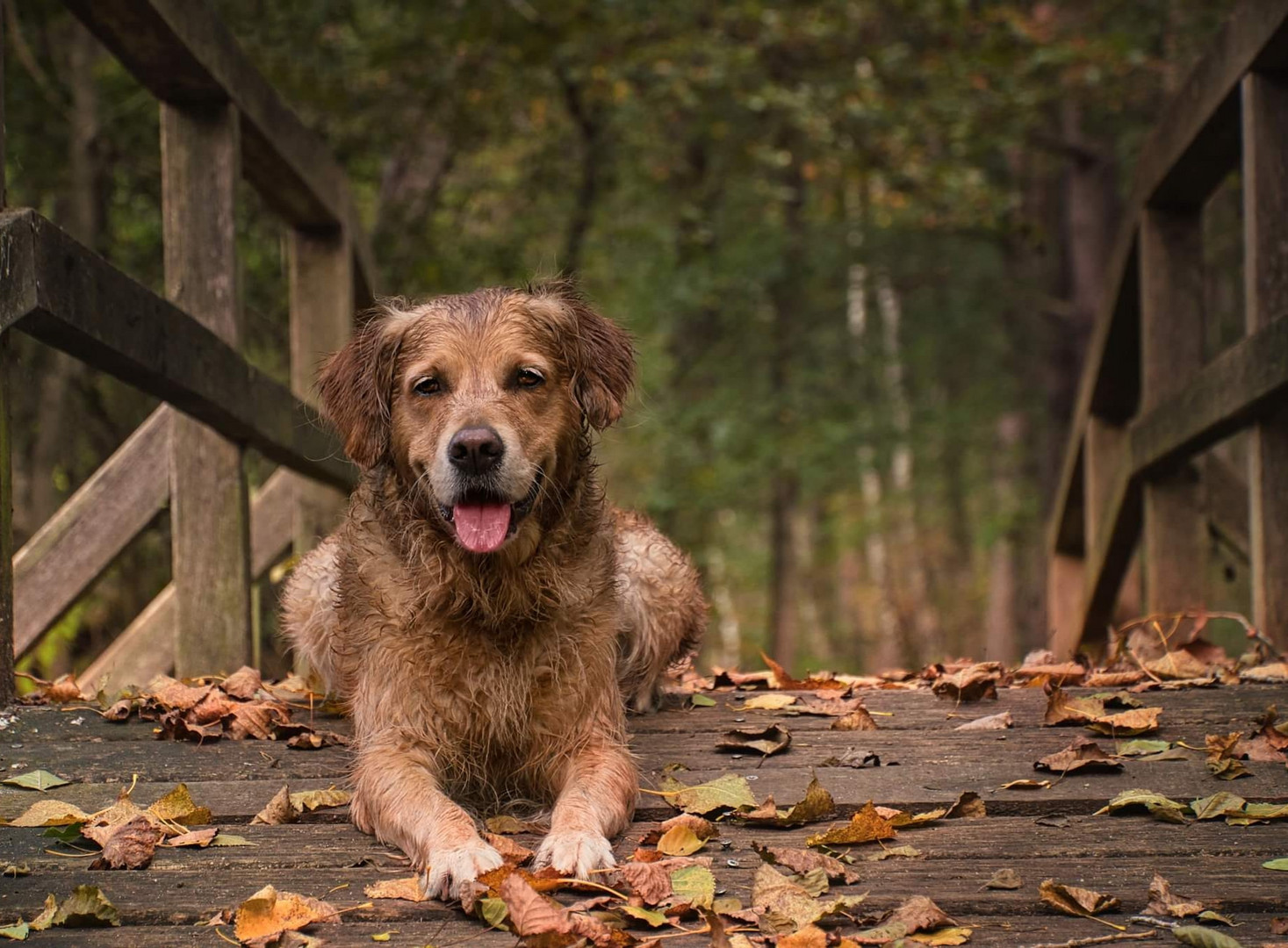 Golden Dog Bridge 