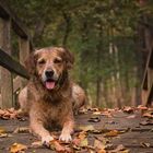 Golden Dog Bridge 