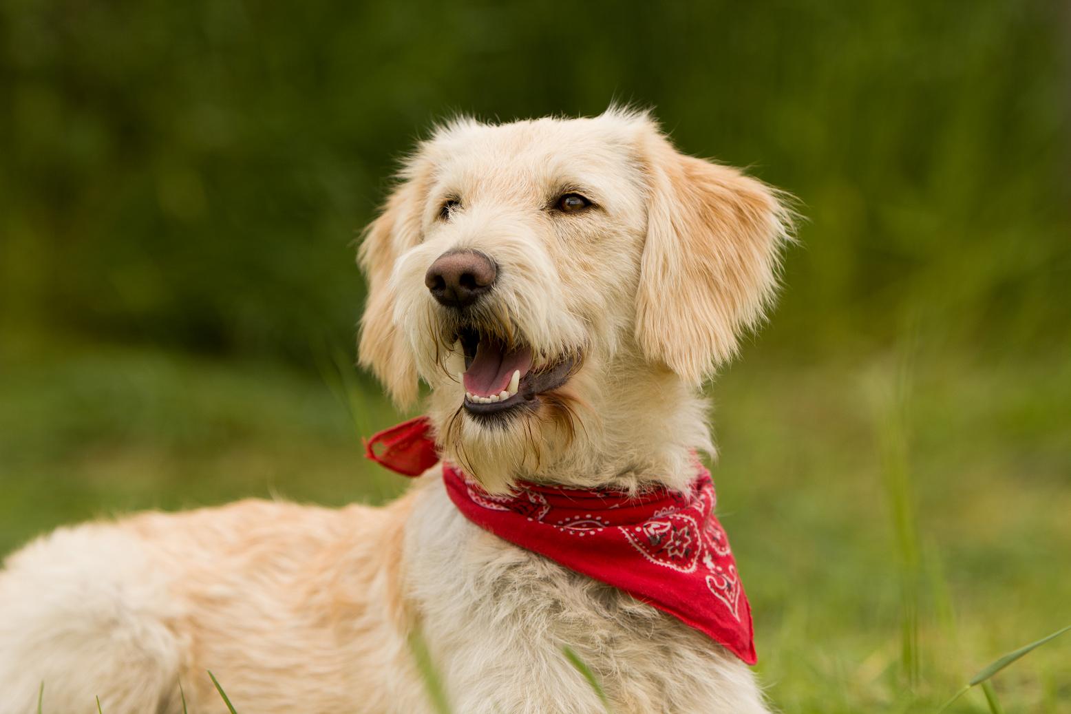 Golden Doodle Dame :-)