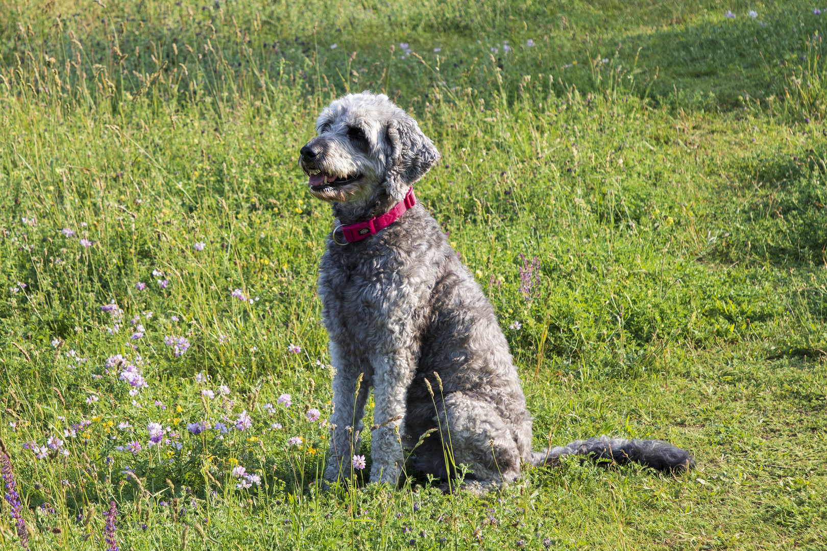 Golden Doodle - Snookie