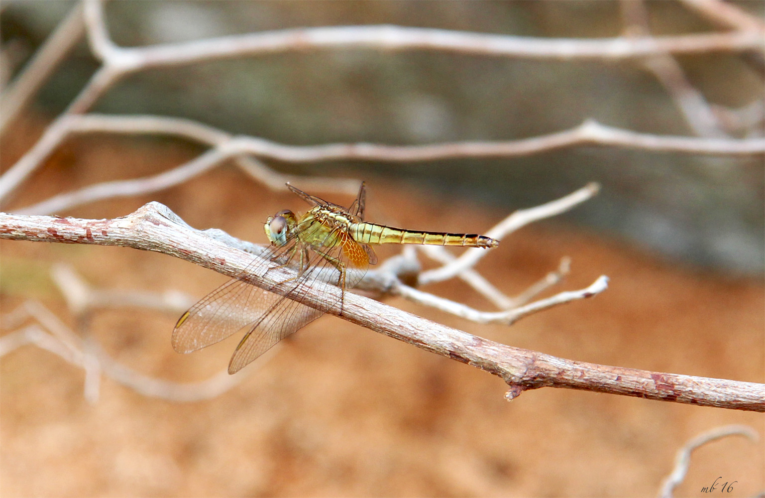 GOLDEN Dragon-Fly...