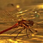 Golden Dragonfly