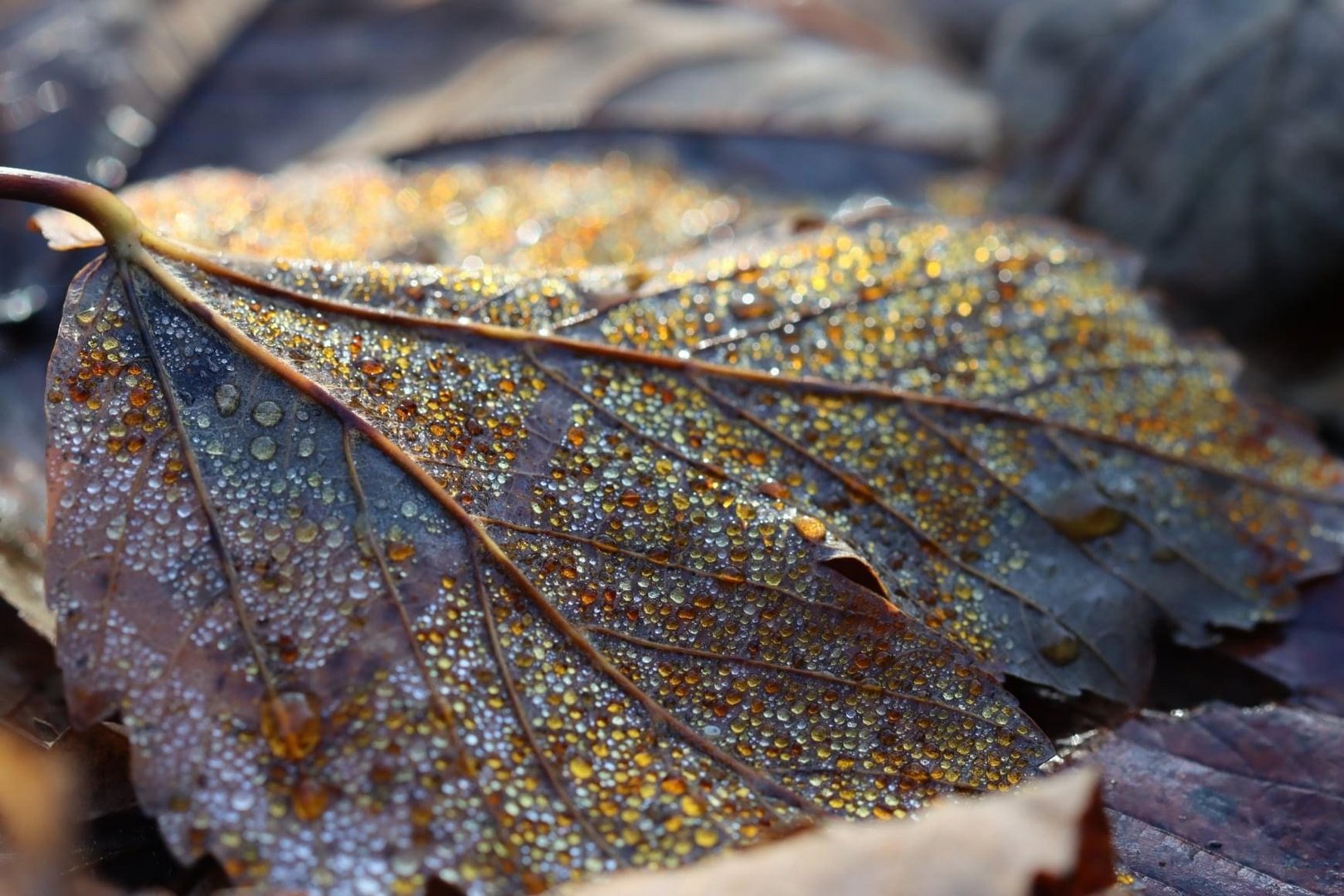 Golden drops