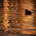 Golden Duck