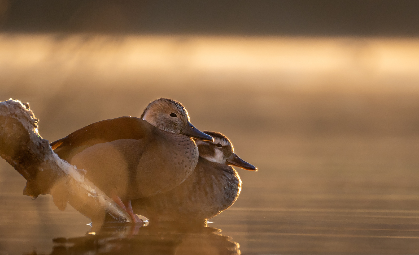 Golden Ducks