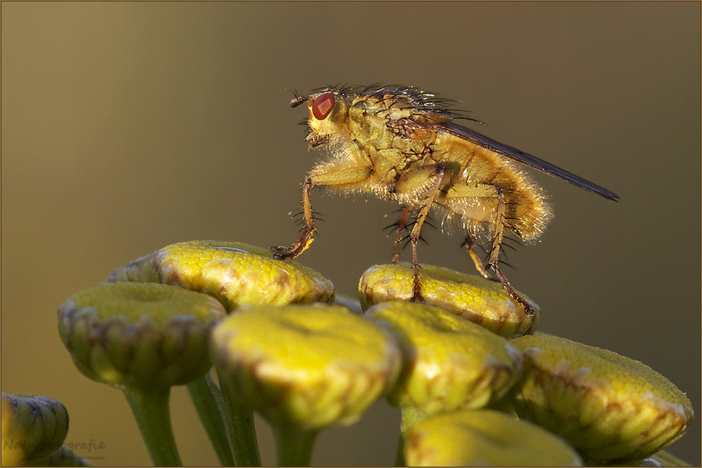 golden dung