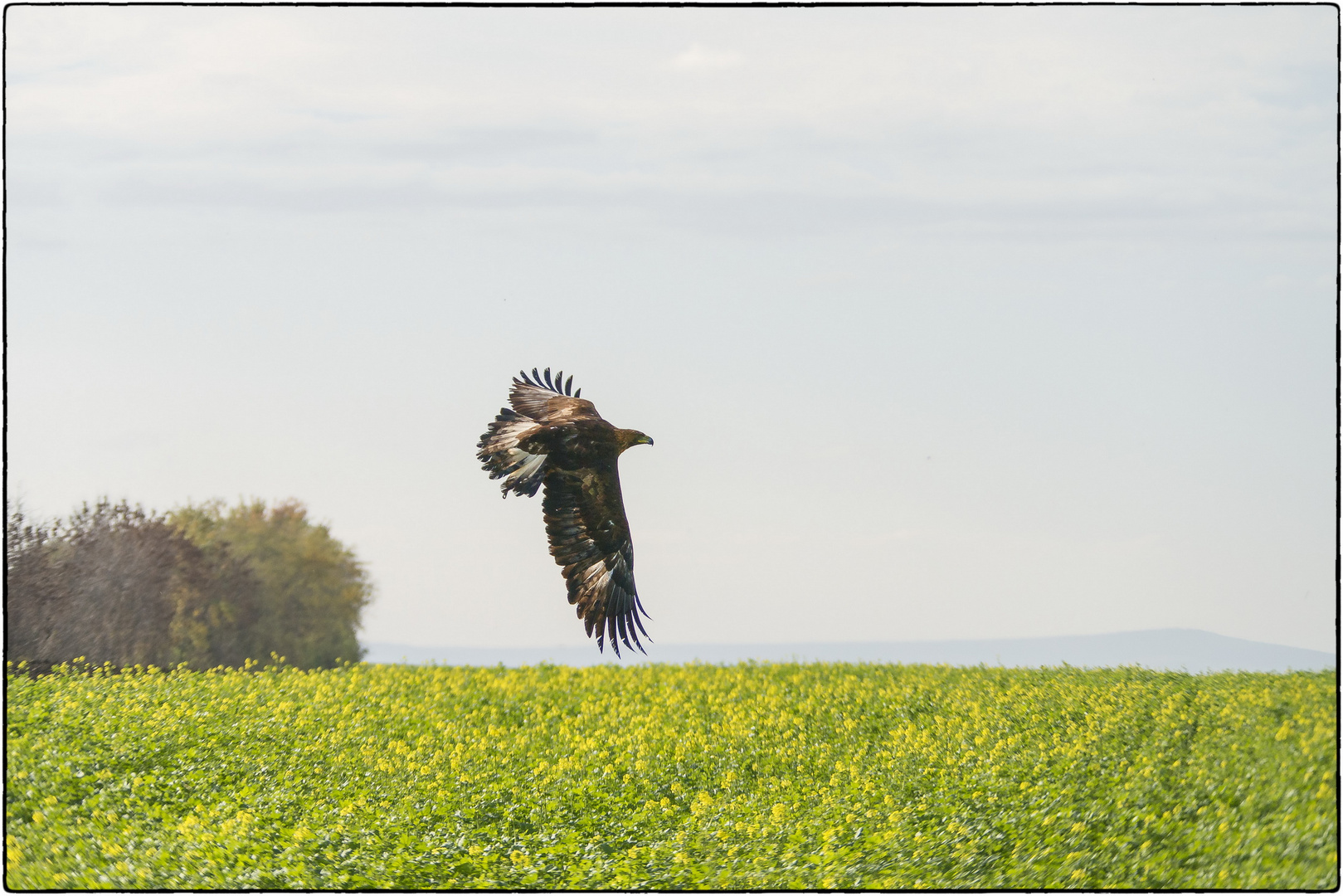 Golden Eagle