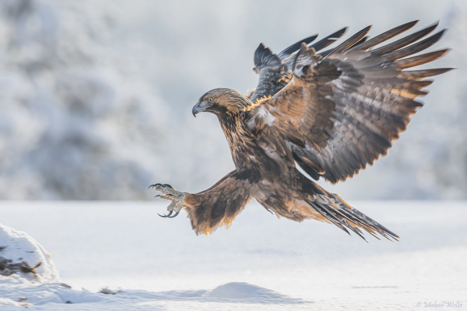 Golden Eagle