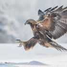 Golden Eagle