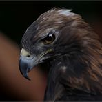 Golden Eagle