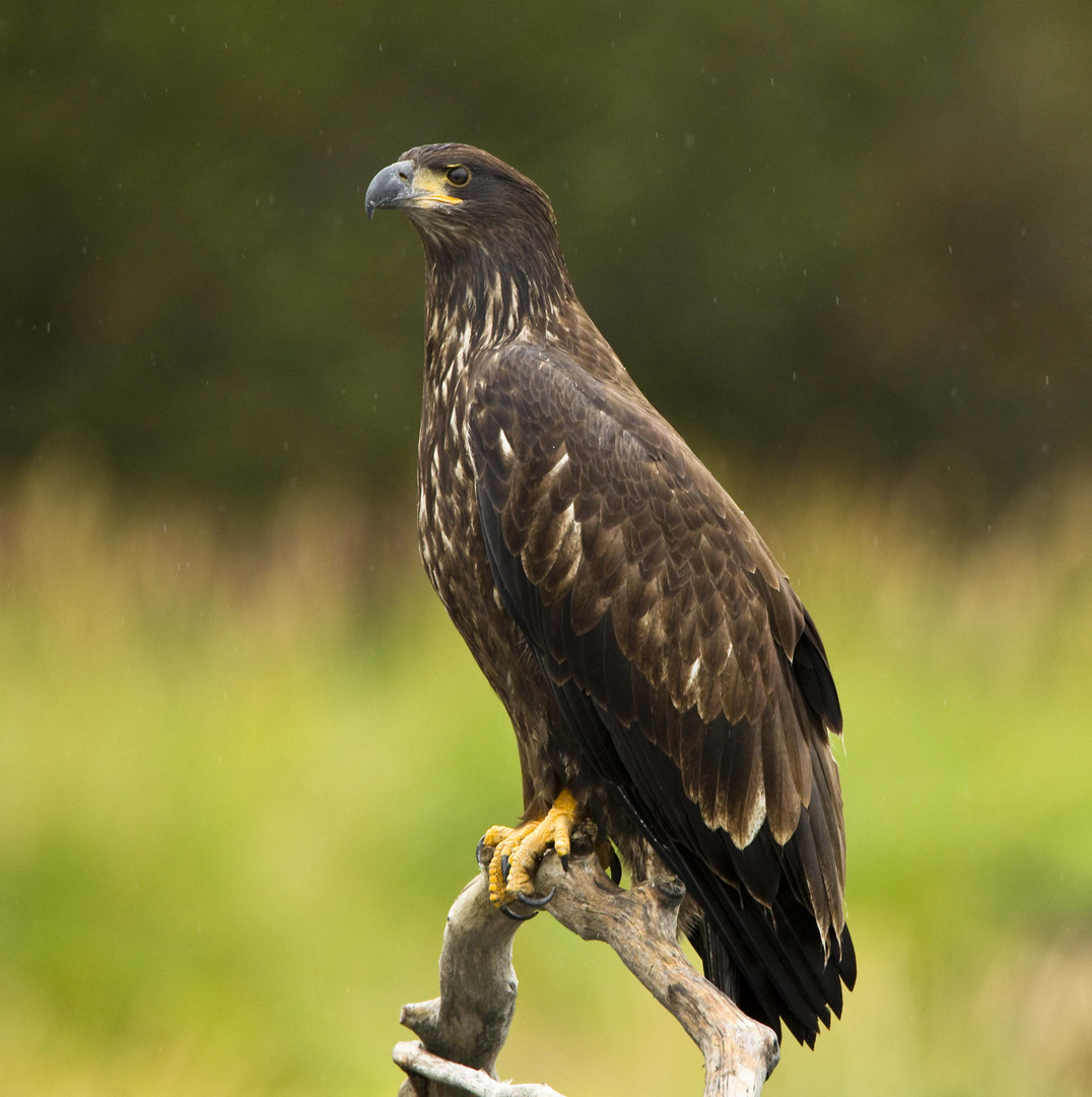 Golden Eagle