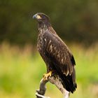 Golden Eagle