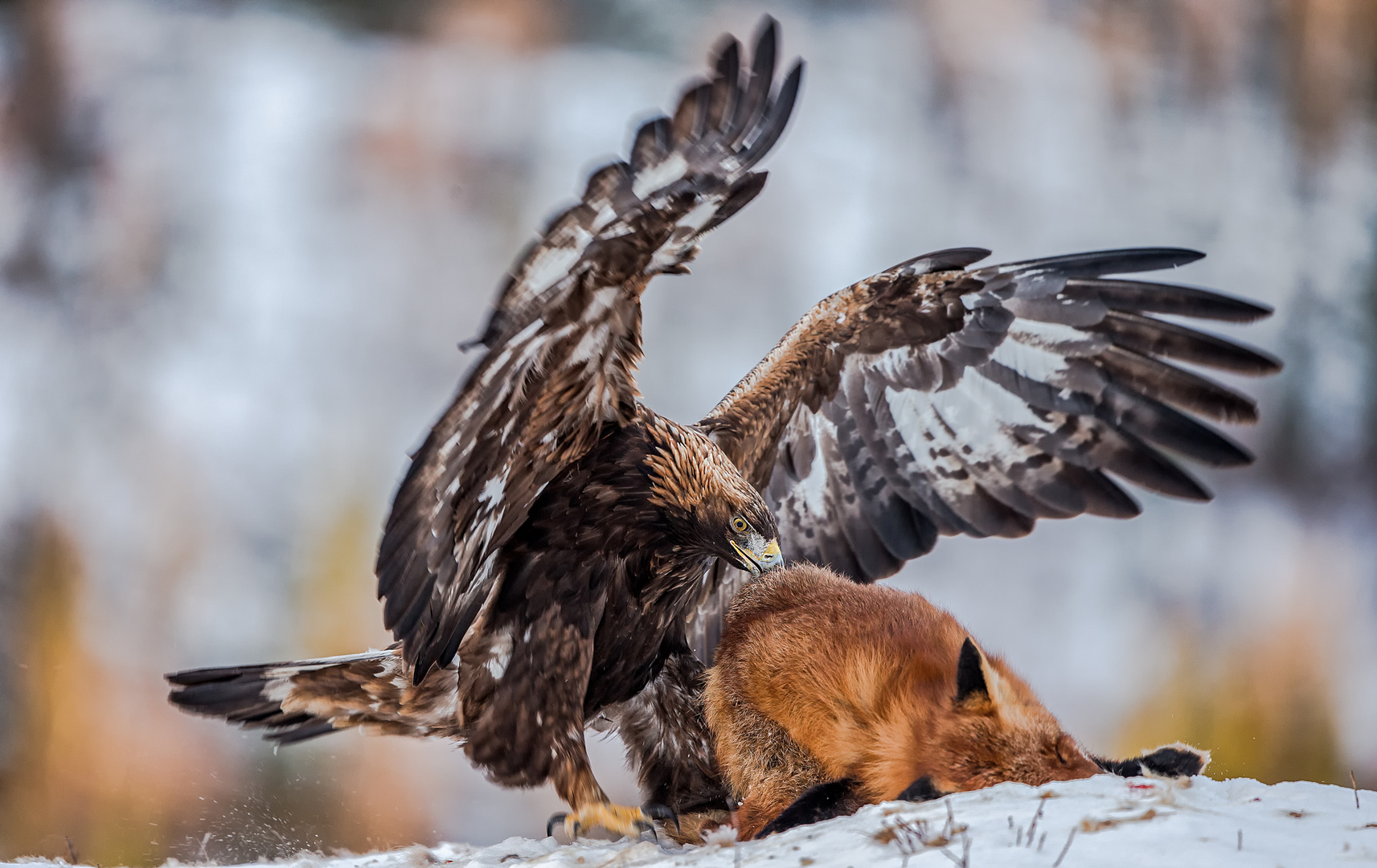 Golden Eagle