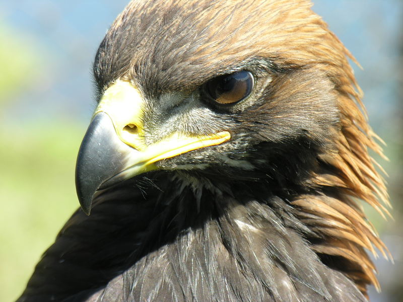 golden eagle