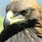 golden eagle