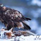 Golden Eagle 