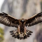 Golden Eagle