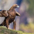 Golden Eagle