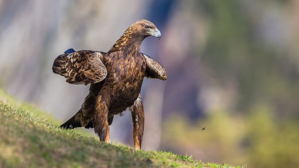 Golden Eagle