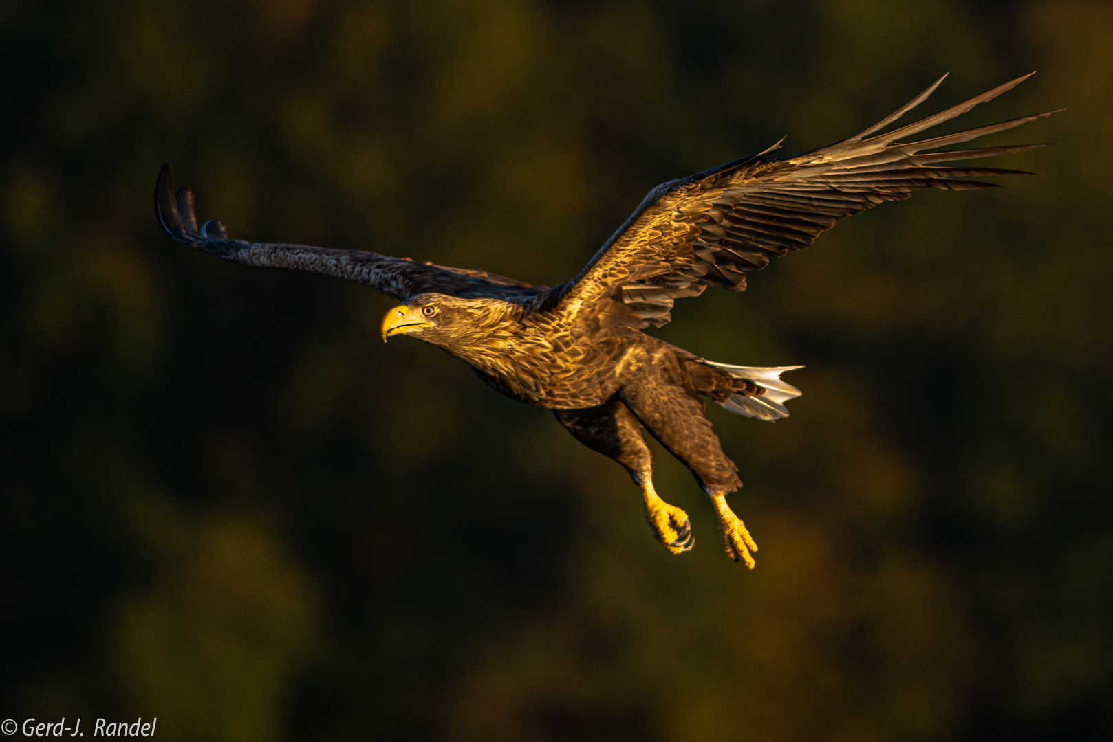 Golden Eagle