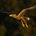 Golden Eagle