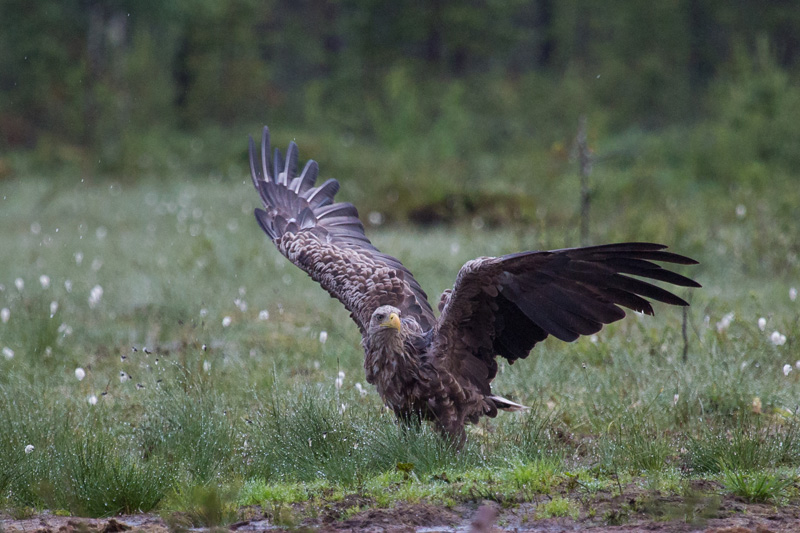 Golden Eagle