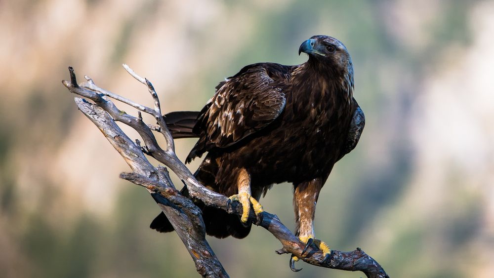 Golden Eagle