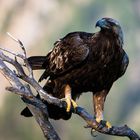 Golden Eagle