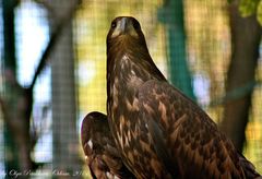 Golden eagle