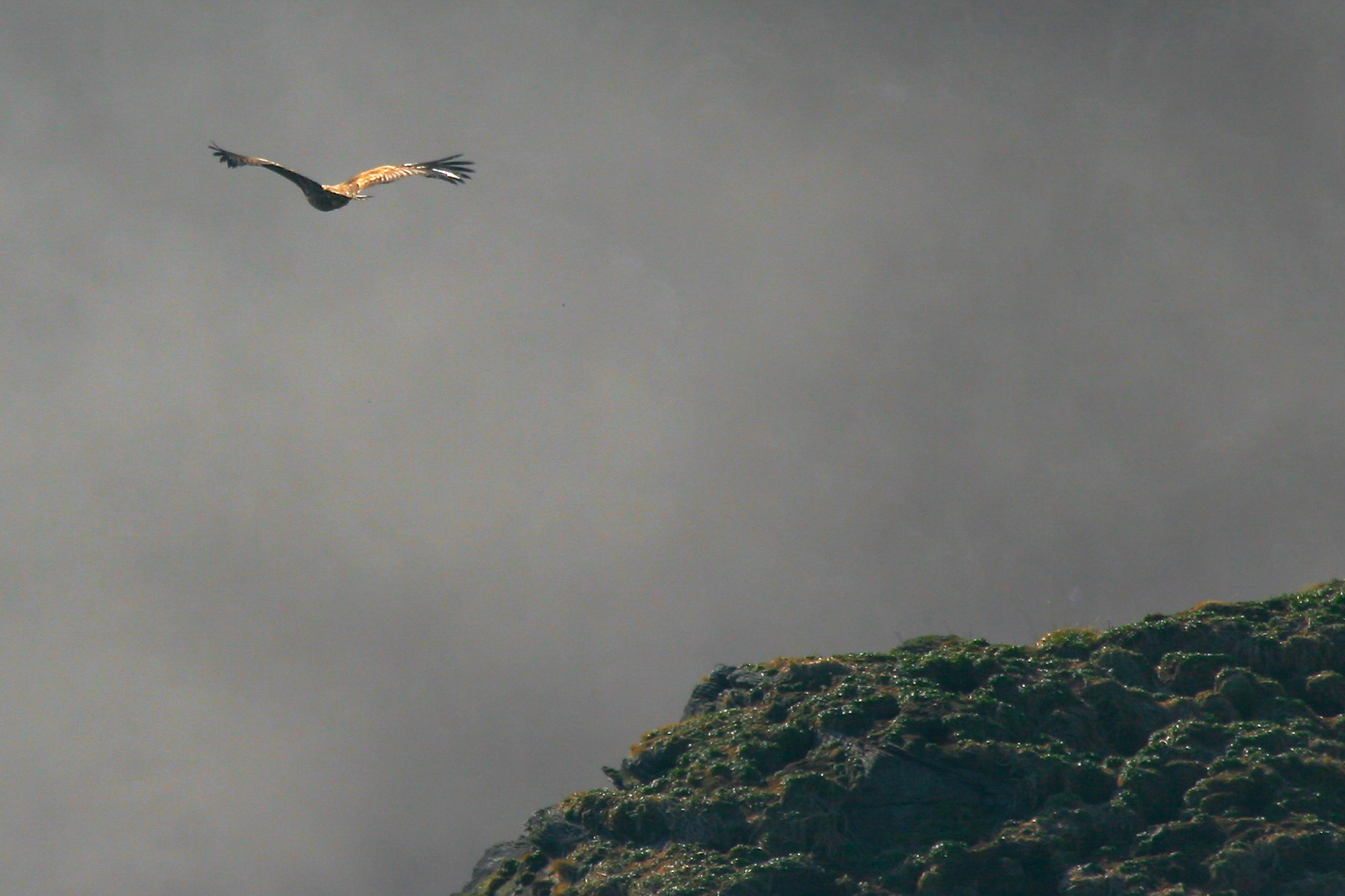 Golden Eagle