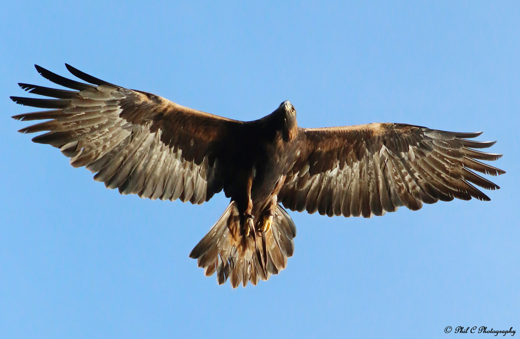 Golden Eagle Adonis