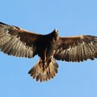 Golden Eagle Adonis