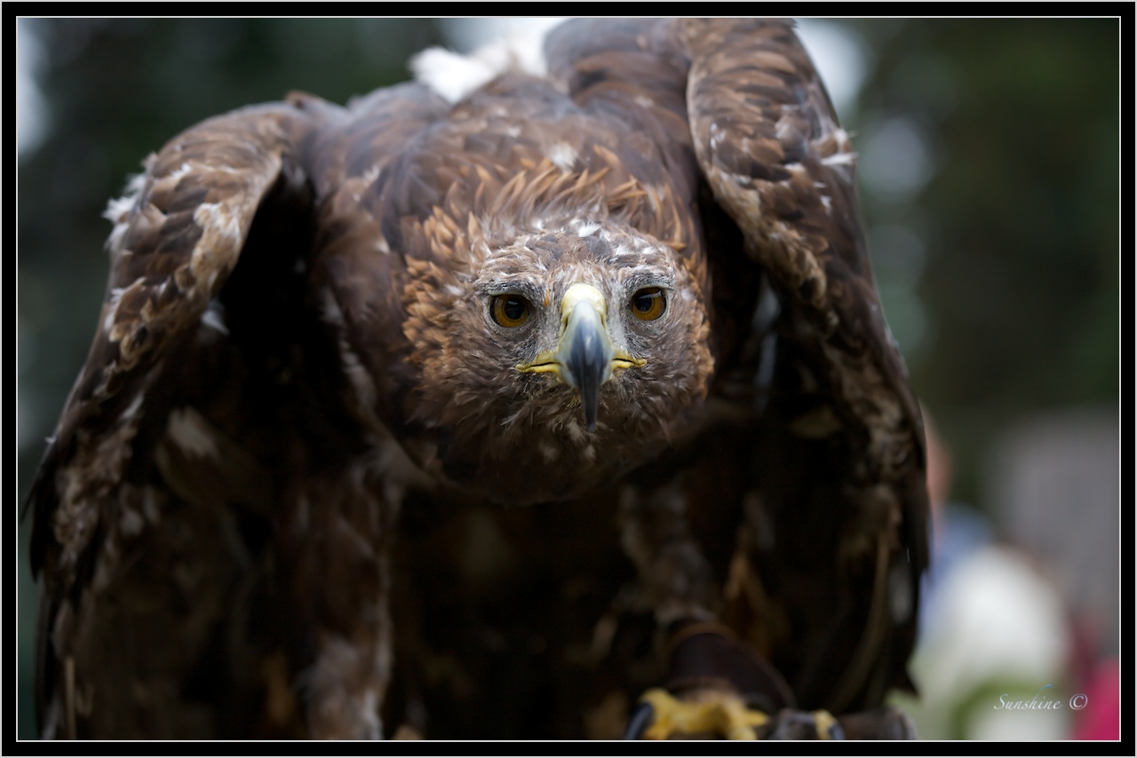 Golden eagle - (Aquila chrysaetos)