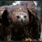 Golden eagle - (Aquila chrysaetos)