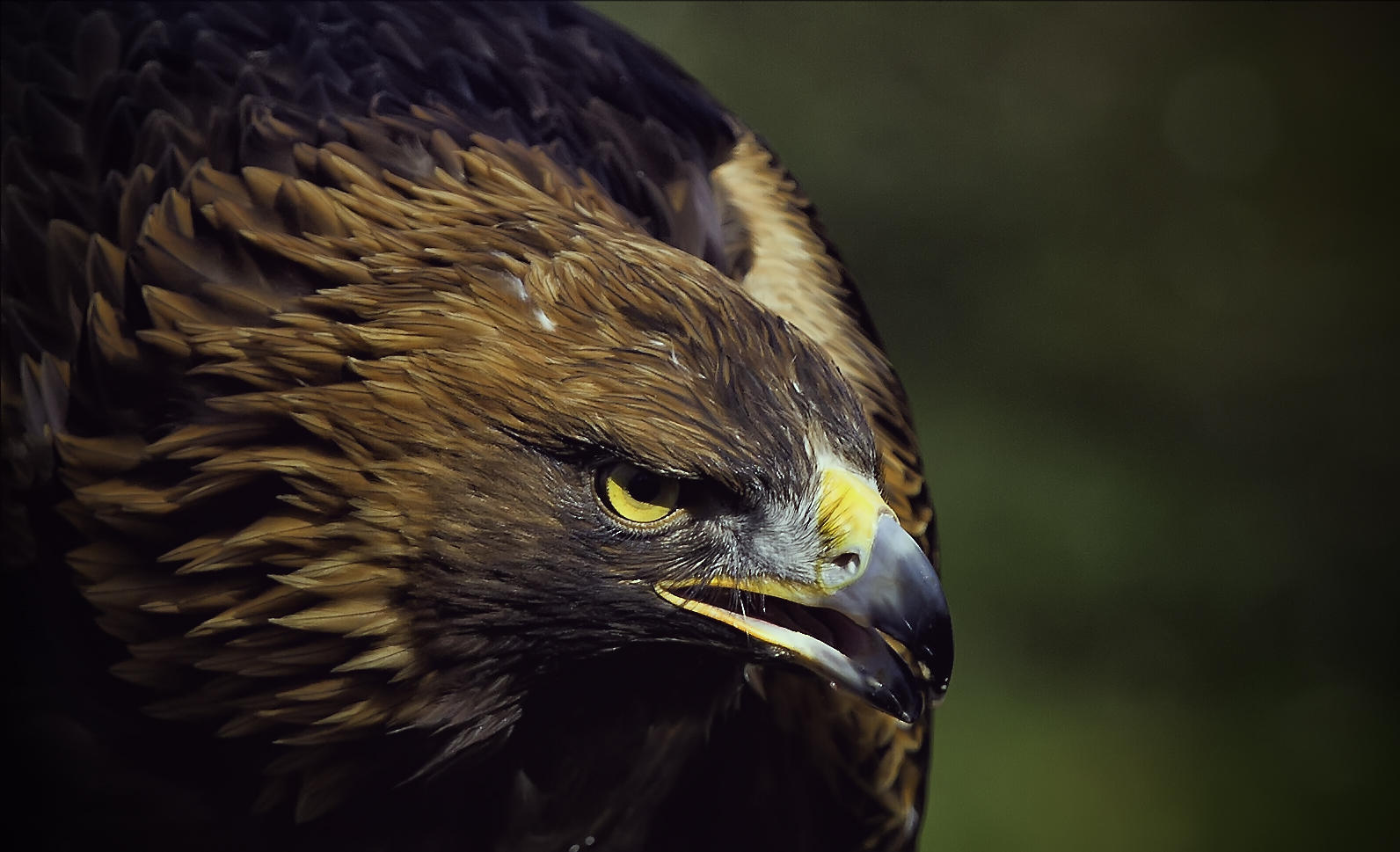 Golden Eagle