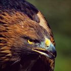 Golden Eagle