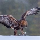 Golden Eagle