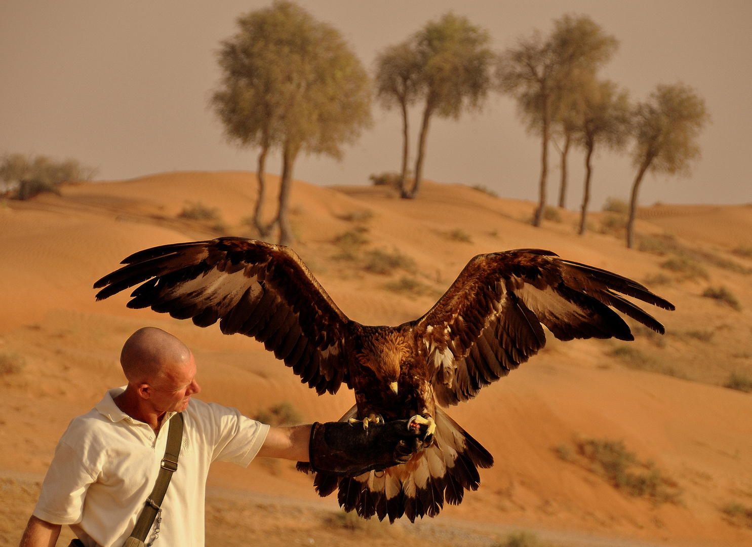 Golden eagle - Banyan Tree Al Wadi