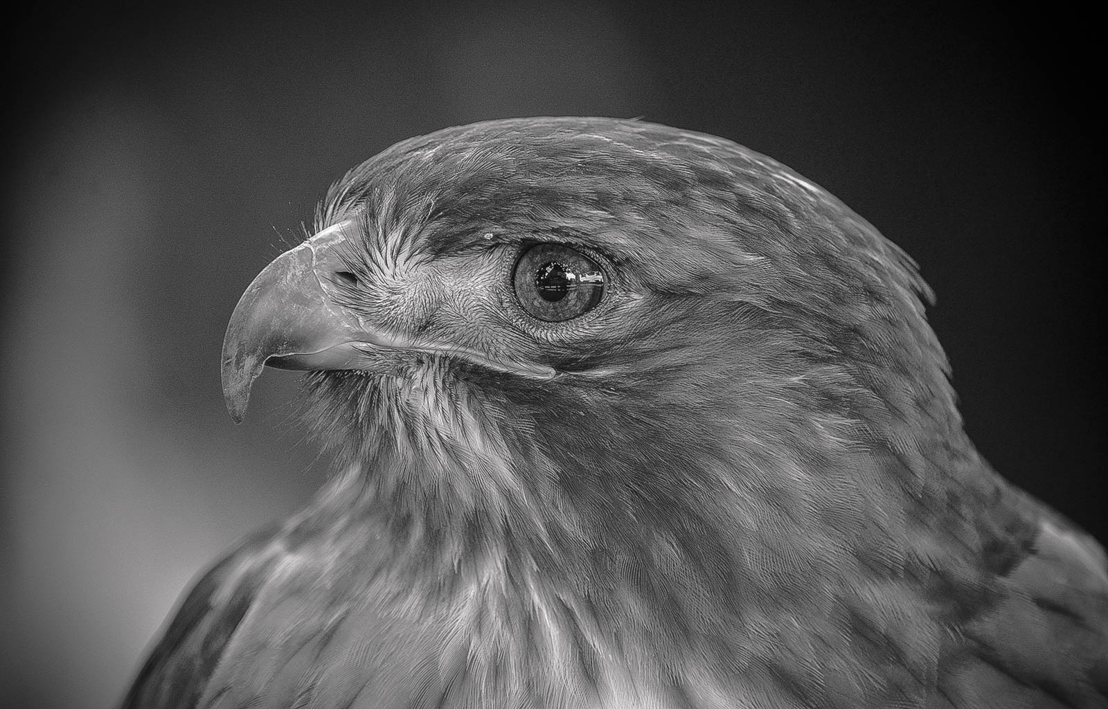 Golden eagle - BW