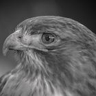 Golden eagle - BW