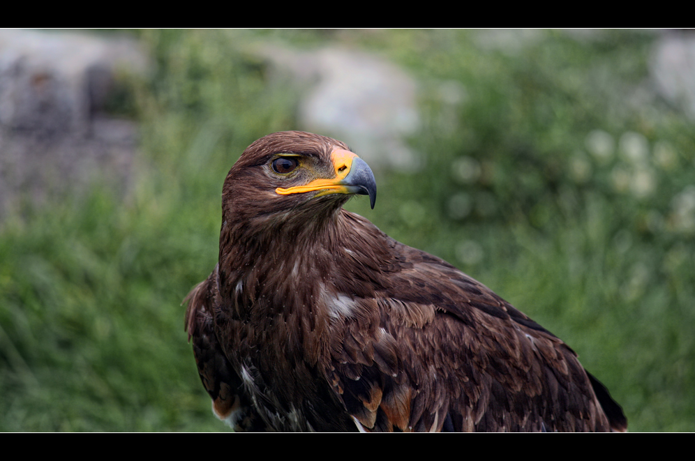 ~ Golden Eagle ~