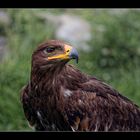 ~ Golden Eagle ~