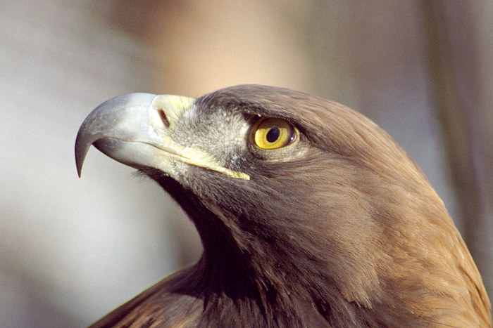 Golden Eagle