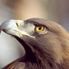 Golden Eagle