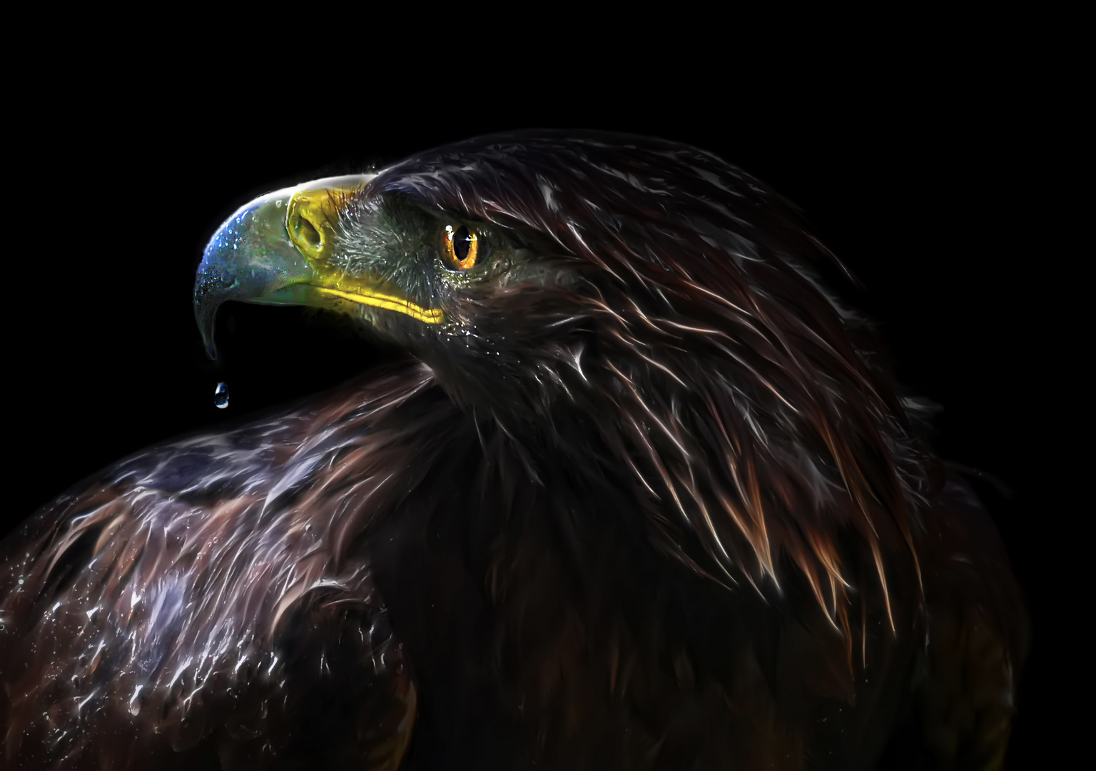 Golden Eagle