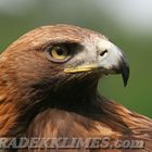 Golden eagle