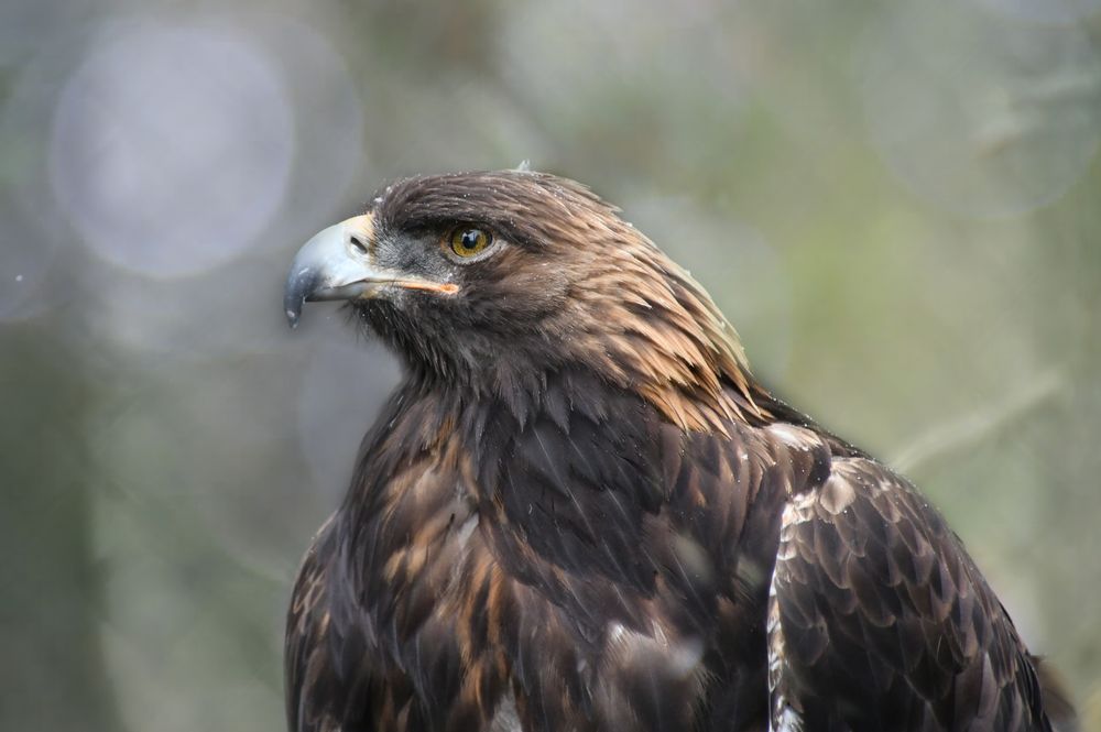 golden eagle