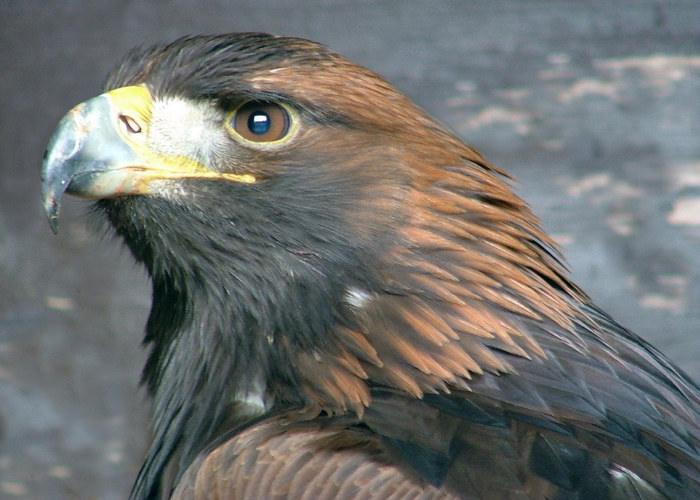 Golden Eagle